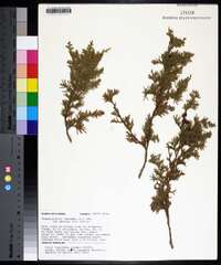 Chamaecyparis thyoides image