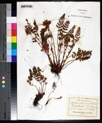 Woodsia ilvensis image