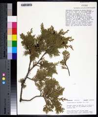 Chamaecyparis thyoides image