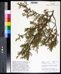 Chamaecyparis thyoides image