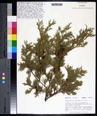 Chamaecyparis thyoides image