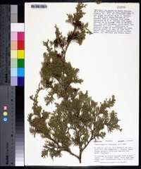 Chamaecyparis thyoides image