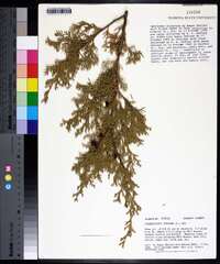 Chamaecyparis thyoides image