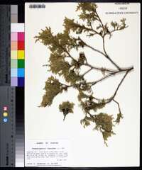 Chamaecyparis thyoides image