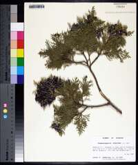 Chamaecyparis thyoides image