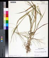 Leptochloa panicea image