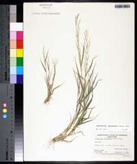 Leptochloa panicea subsp. mucronata image