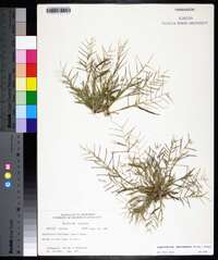 Leptochloa panicea image