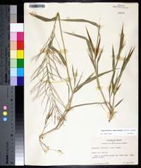 Leptochloa panicea image