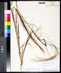 Leptochloa panicea image