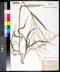 Leptochloa panicea image