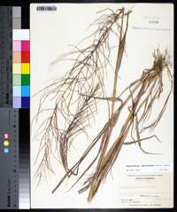 Leptochloa panicea subsp. mucronata image