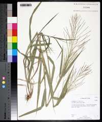 Leptochloa panicea image