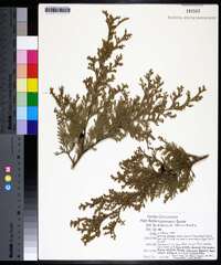 Chamaecyparis thyoides image