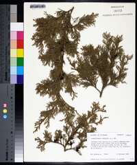 Chamaecyparis thyoides image