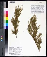 Chamaecyparis thyoides image