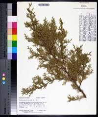 Chamaecyparis thyoides image