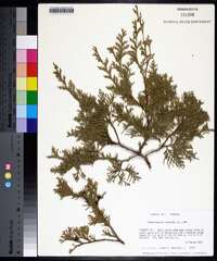 Chamaecyparis thyoides image