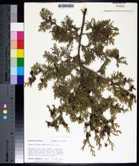 Chamaecyparis thyoides image