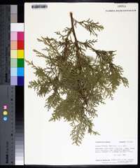 Chamaecyparis thyoides image