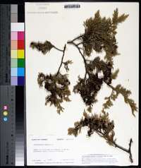 Chamaecyparis thyoides image