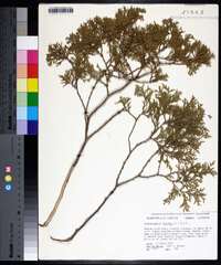 Chamaecyparis thyoides image