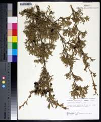 Chamaecyparis thyoides image