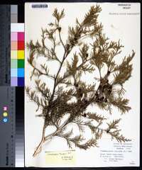 Chamaecyparis thyoides image