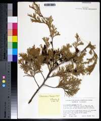 Chamaecyparis thyoides image