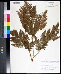 Pteridium aquilinum var. latiusculum image