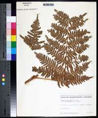 Pteridium aquilinum var. latiusculum image