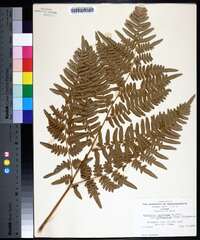 Pteridium aquilinum var. latiusculum image