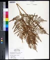Pteridium aquilinum subsp. pseudocaudatum image