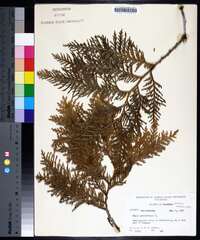 Thuja occidentalis image