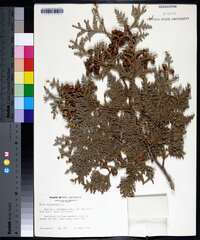 Thuja occidentalis image