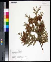 Thuja occidentalis image