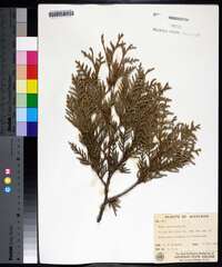 Thuja occidentalis image