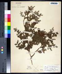 Thuja occidentalis image