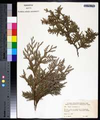 Thuja occidentalis image