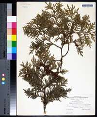 Thuja occidentalis image