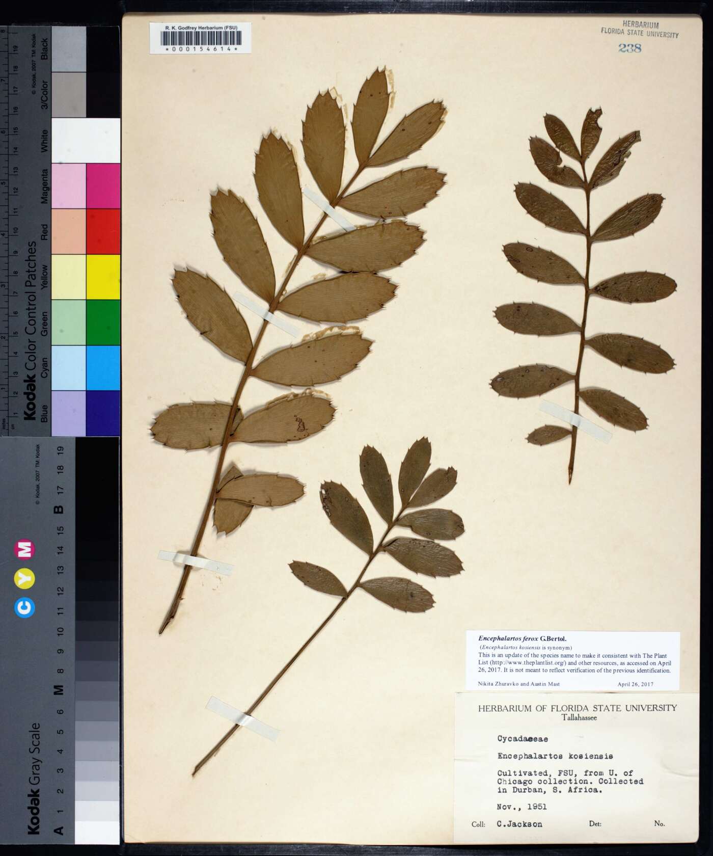 Encephalartos ferox image