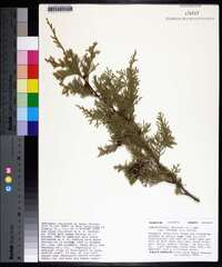 Chamaecyparis thyoides var. henryae image