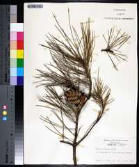 Pinus echinata image