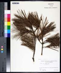 Pinus glabra image