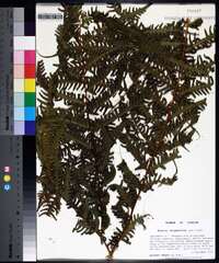 Pteris tripartita image