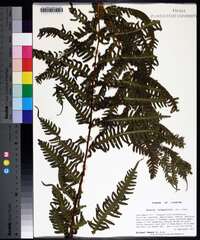 Pteris tripartita image