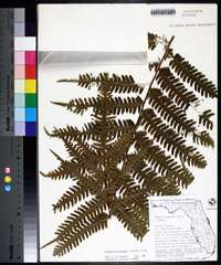 Pteris tripartita image