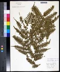 Pteris tripartita image