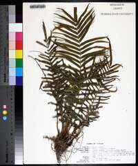 Pteris vittata image