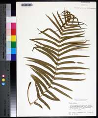 Pteris vittata image